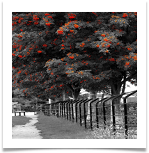 Gina Armstrong Berry Red
